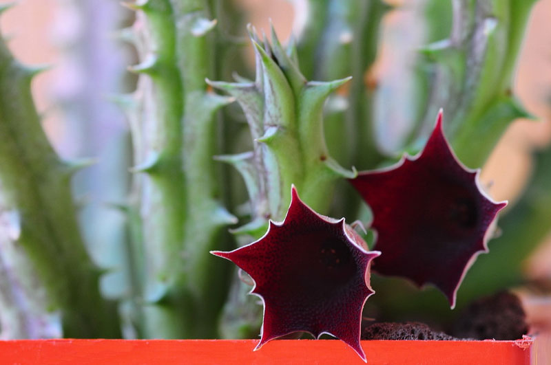 Huernia keniensis